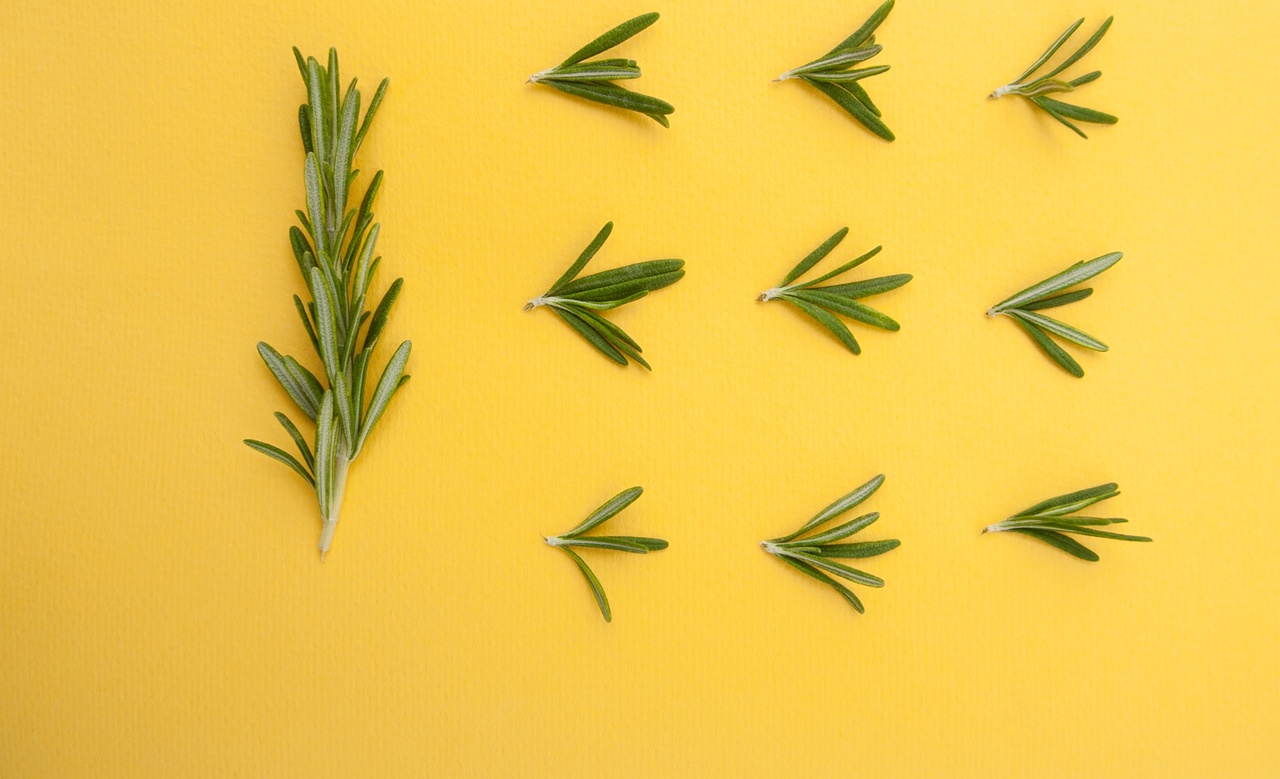 Chá de alecrim: Para que serve e benefícios