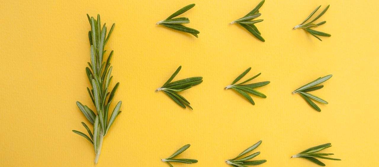 Temperos e ervas mais saudáveis para ter em casa