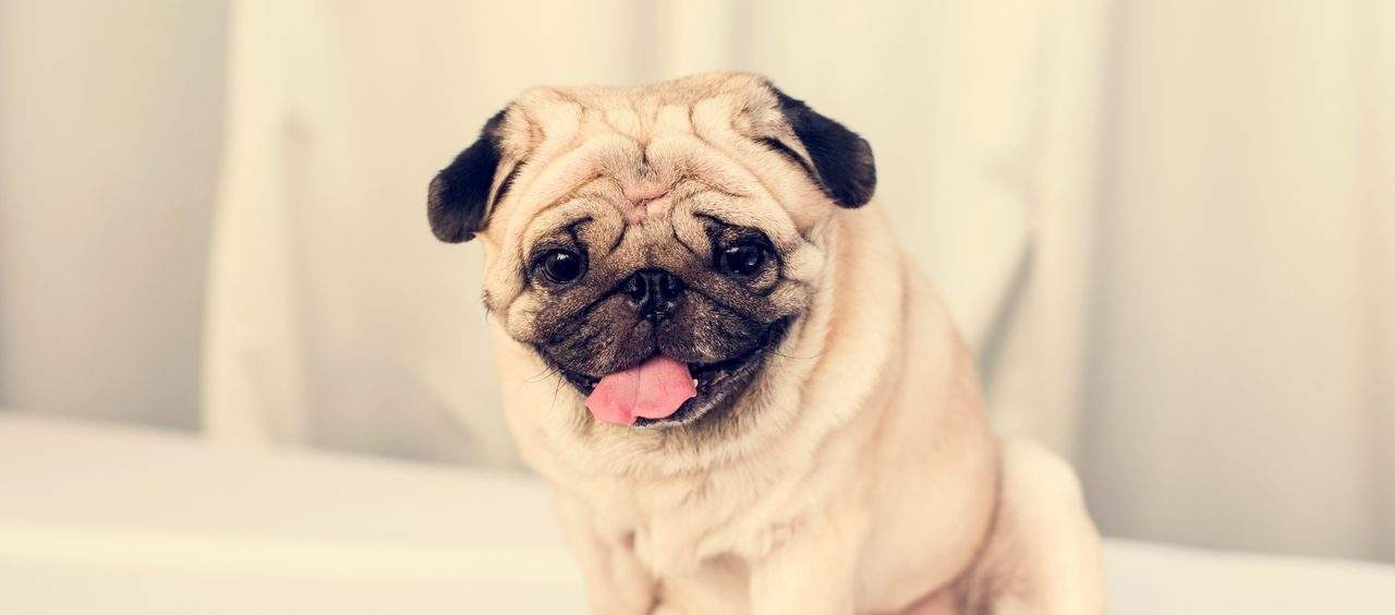 Como animais de estimação melhoram a saúde do corpo e mente