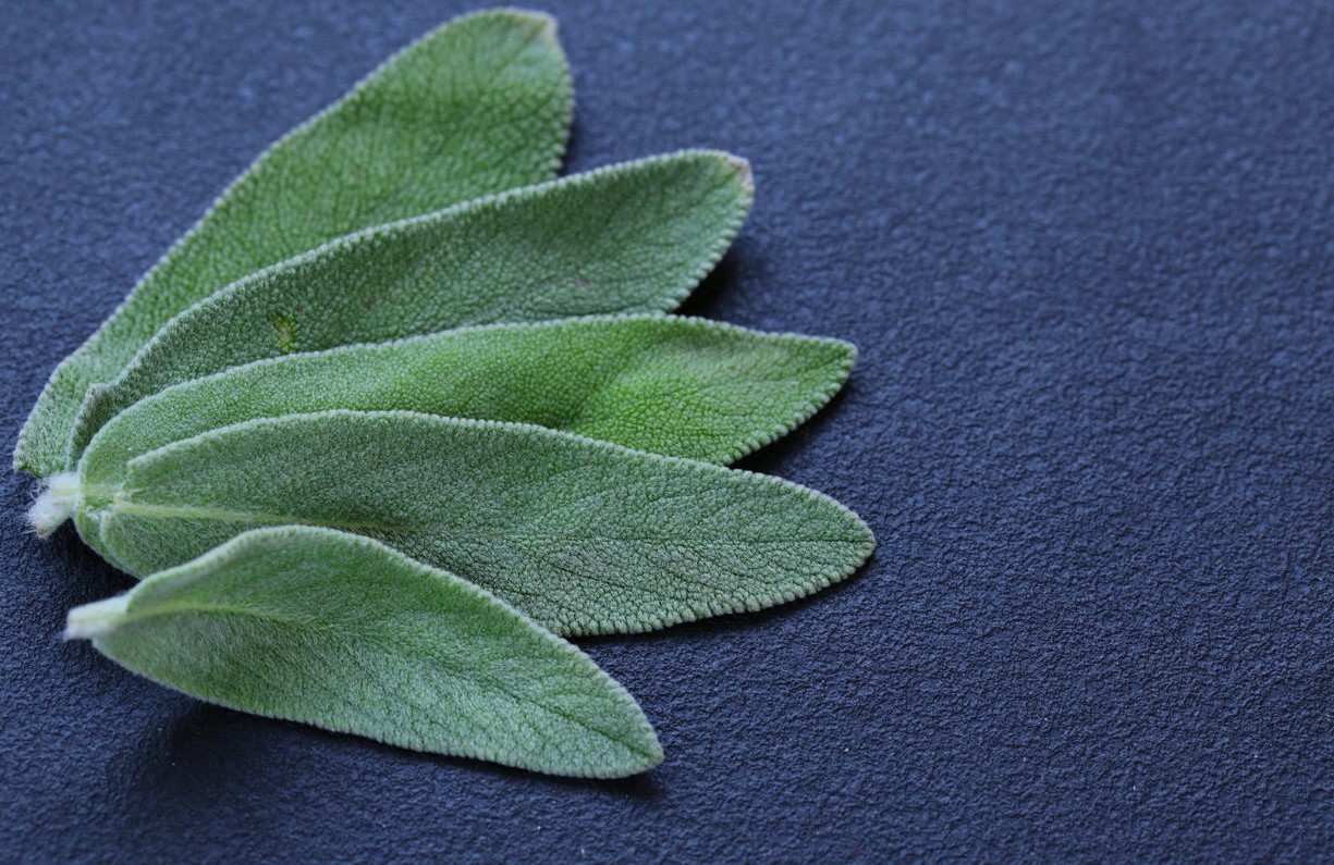 Sálvia: Propriedades e como consumir