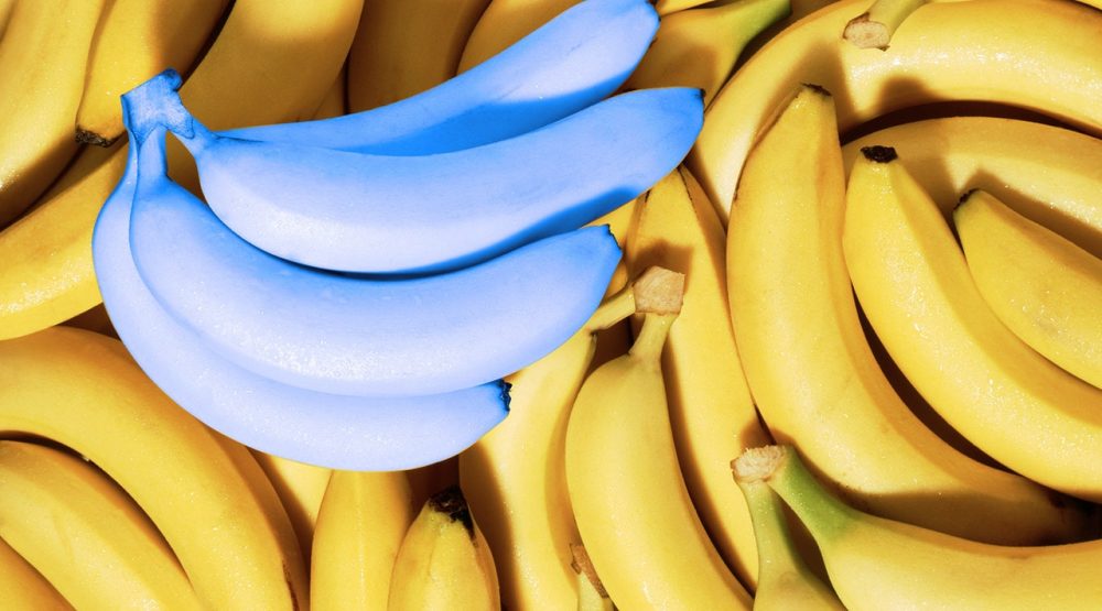 Banana Blue Java: A fruta que tem gosto de sorvete