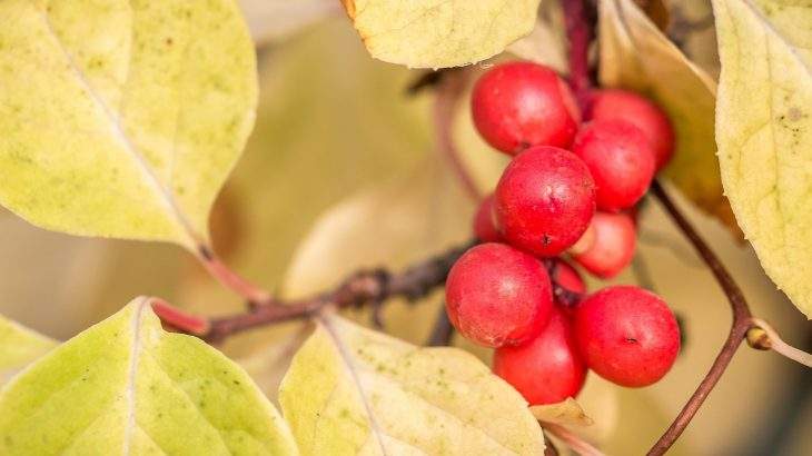 guaraná