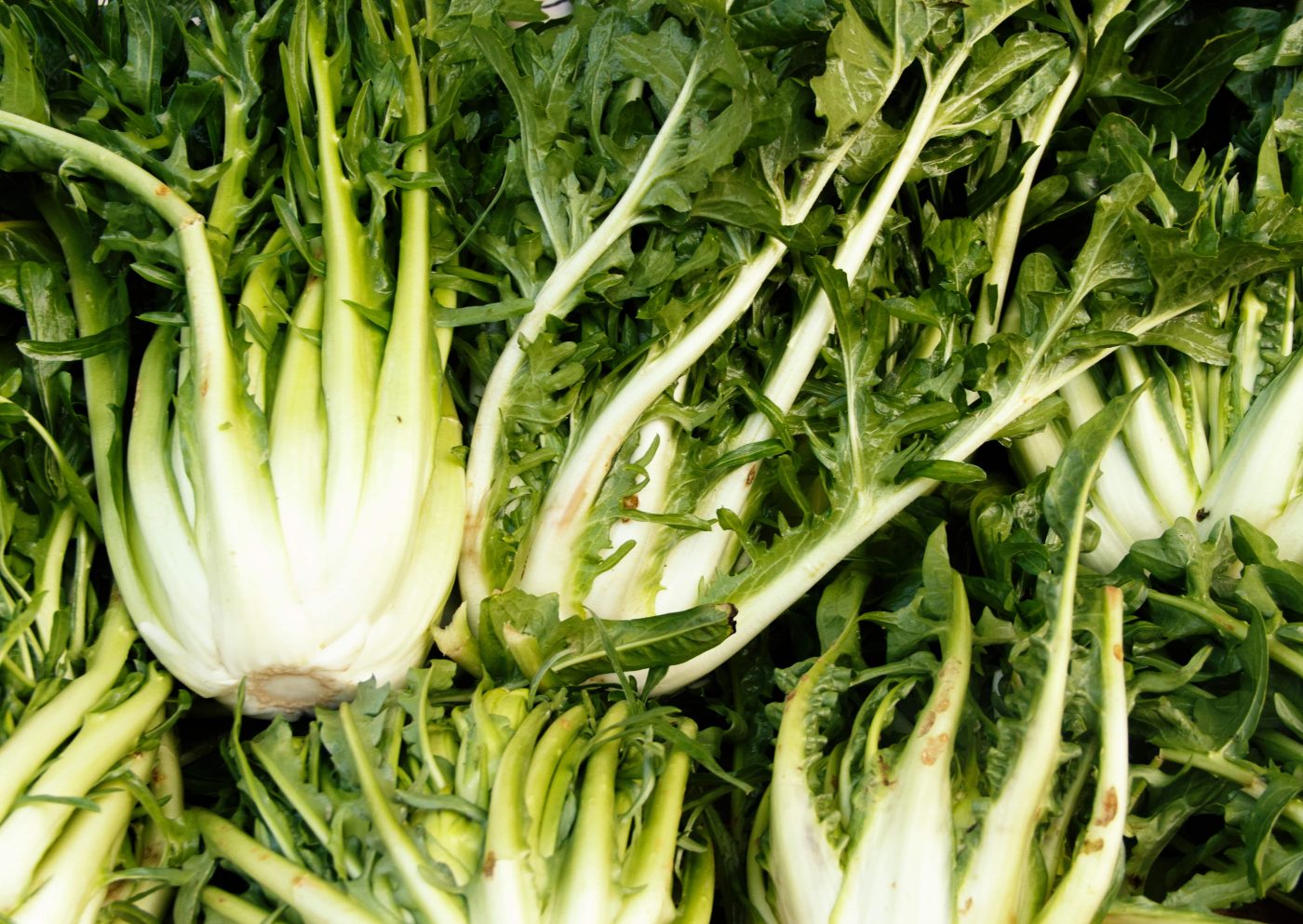 Almeirão: Conheça as propriedades da folha