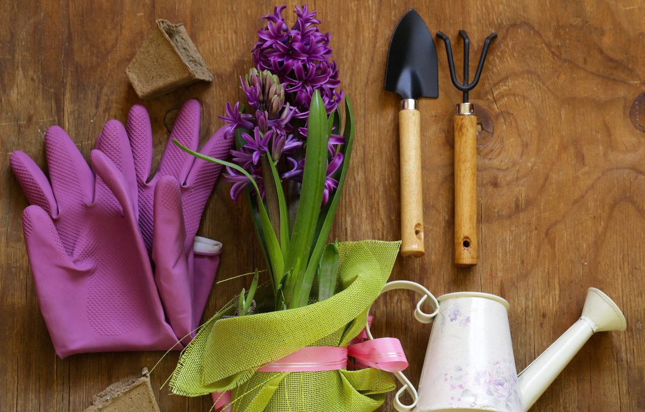 Idosos podem reduzir danos cerebrais com jardinagem, dança e caminhada