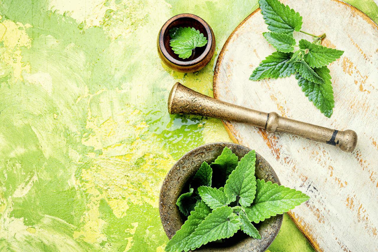 Erva cidreira: Para que serve e como fazer chá de erva cidreira