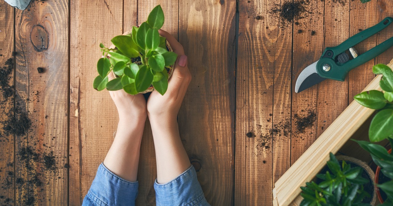 Como se conectar com a natureza em tempos de isolamento social