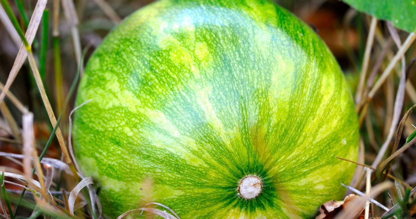 Abóbora-d’água: Benefícios e como consumir