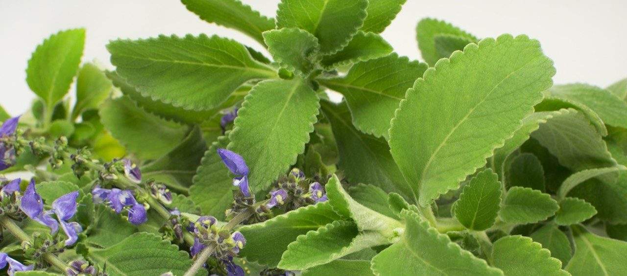 Boldo melhora os sintomas de coronavírus?