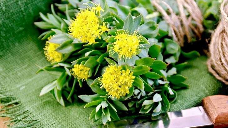 rhodiola rosea