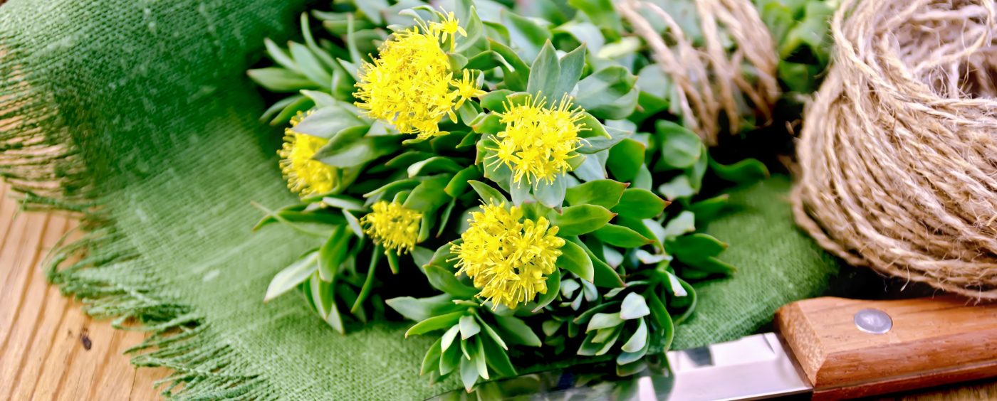 Rhodiola rosea: Benefícios da erva e como tomar o chá