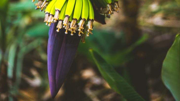coração de bananeira