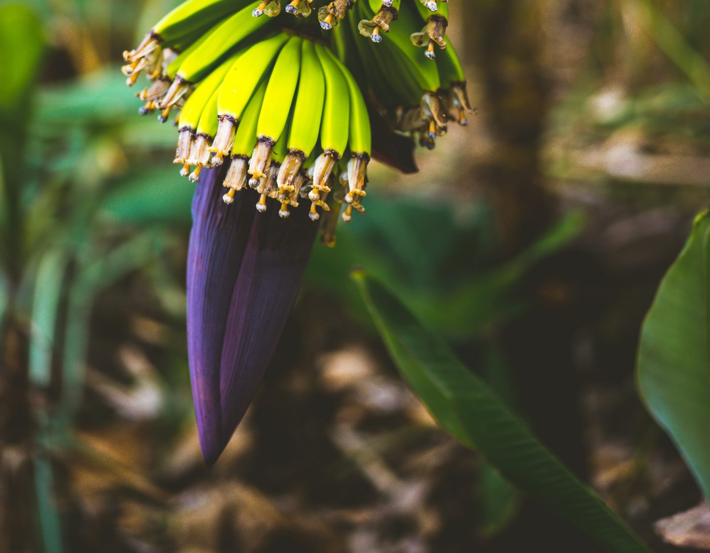 Coração de bananeira: O que é e benefícios