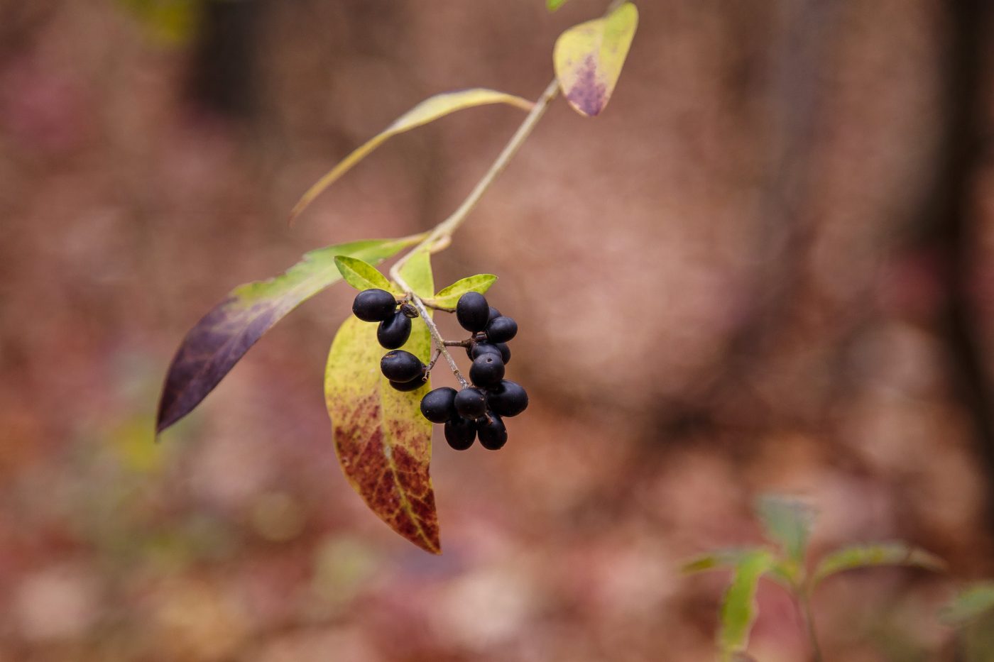 Cáscara sagrada: Conheça a planta medicinal