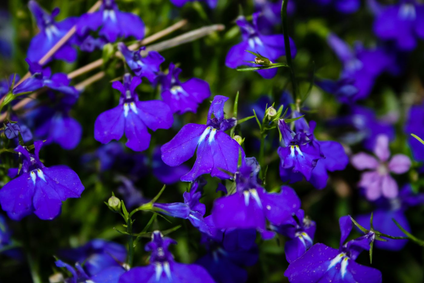 Lobélia (erva-de-asma): Propriedades da planta medicinal