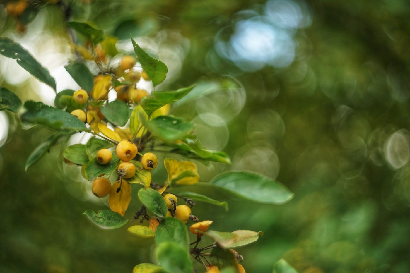 Guavira (guabiroba): Conheça a fruta do Cerrado