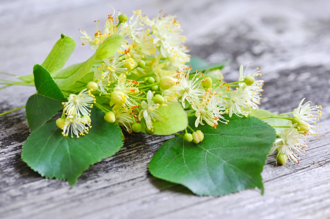 Tília: Conheça a planta medicinal e suas propriedades