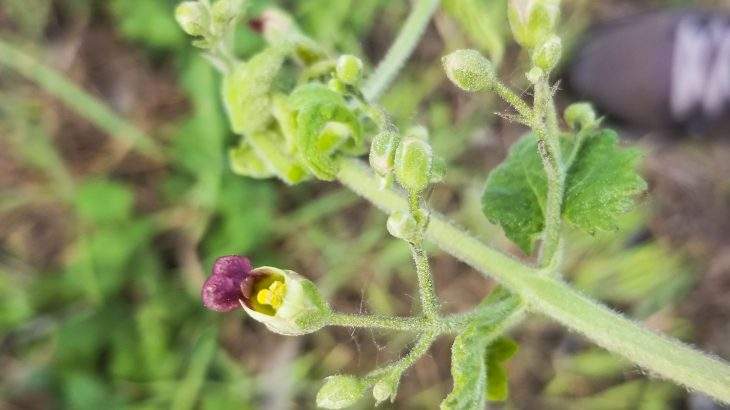 chá de escrofulária