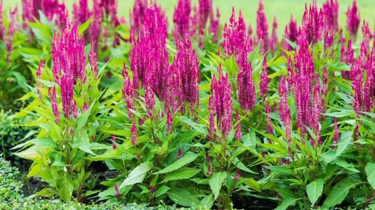 chá de perpétua roxa