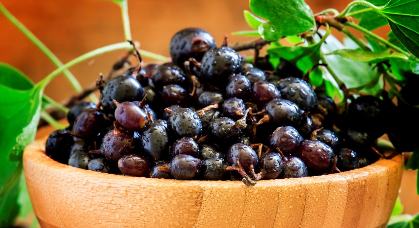 Groselha negra: Benefícios e como consumir a fruta