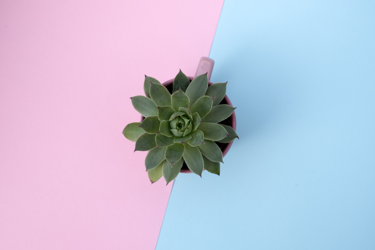 Ter plantas ajuda a combater a solidão, diz estudo