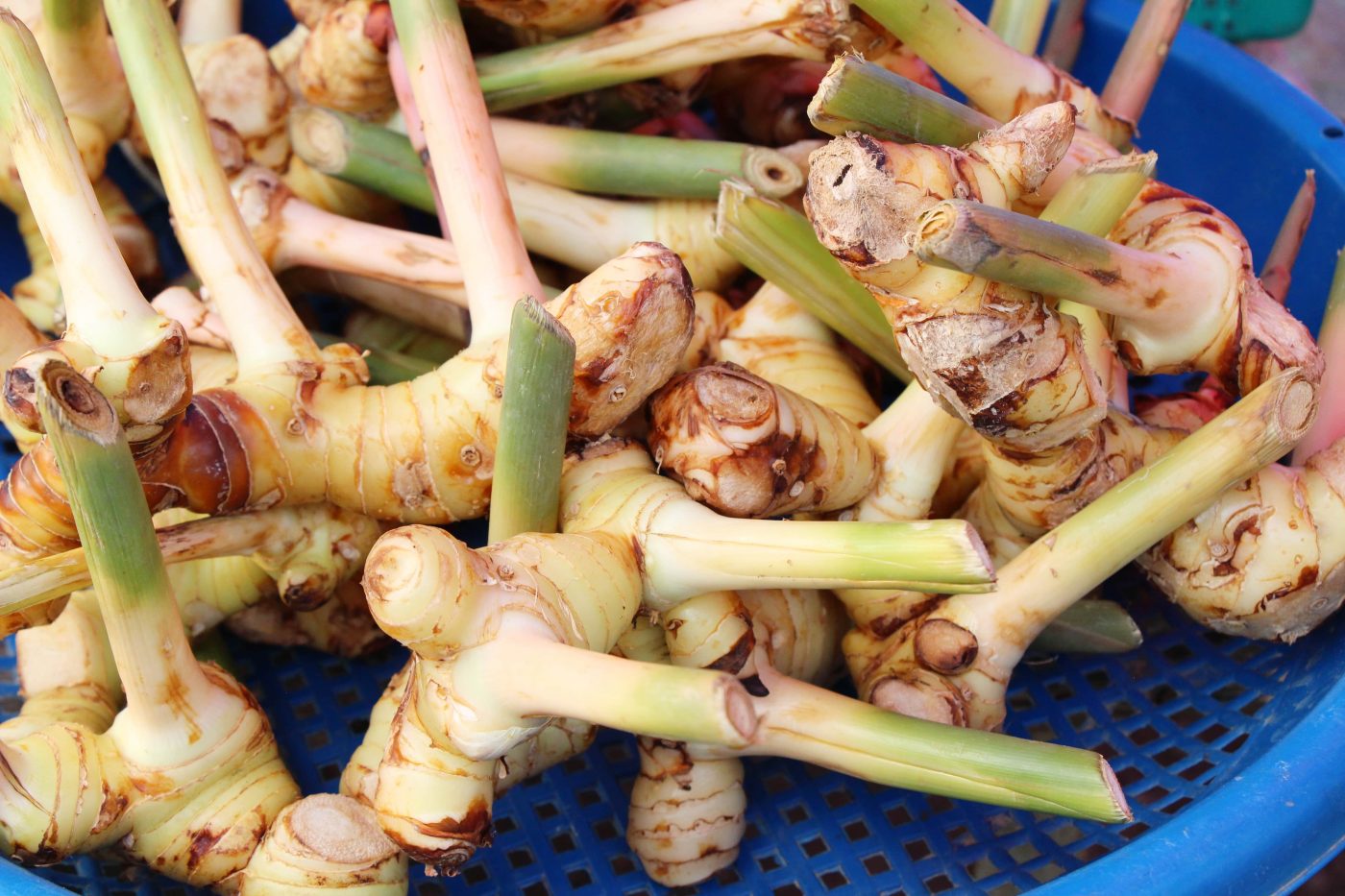 Chá de galanga: Benefícios da erva medicinal