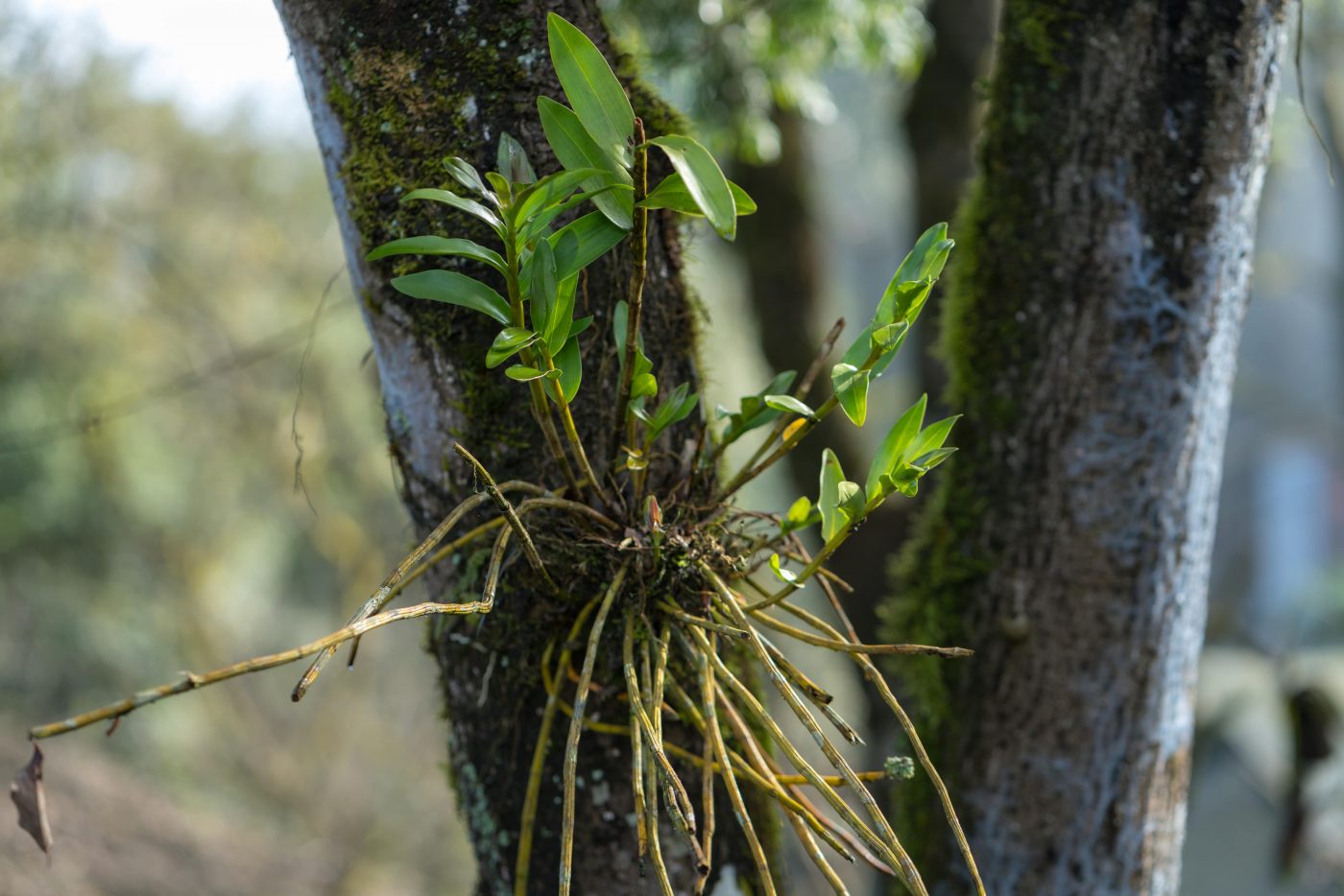 Erva de passarinho: Conheça os benefícios da planta