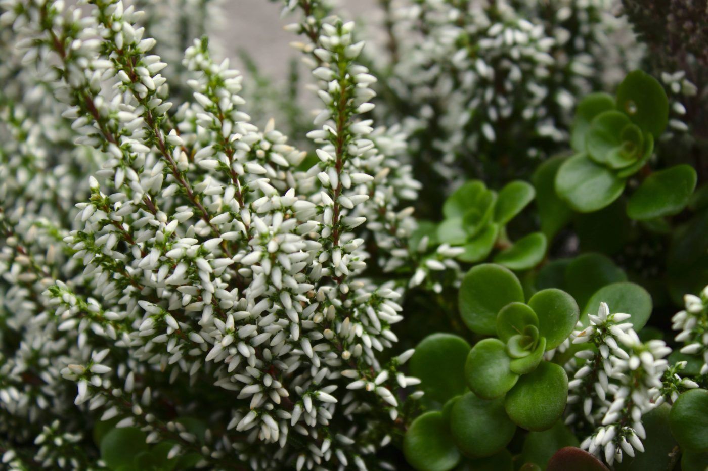 Chá de mirra: Benefícios e como preparar a bebida