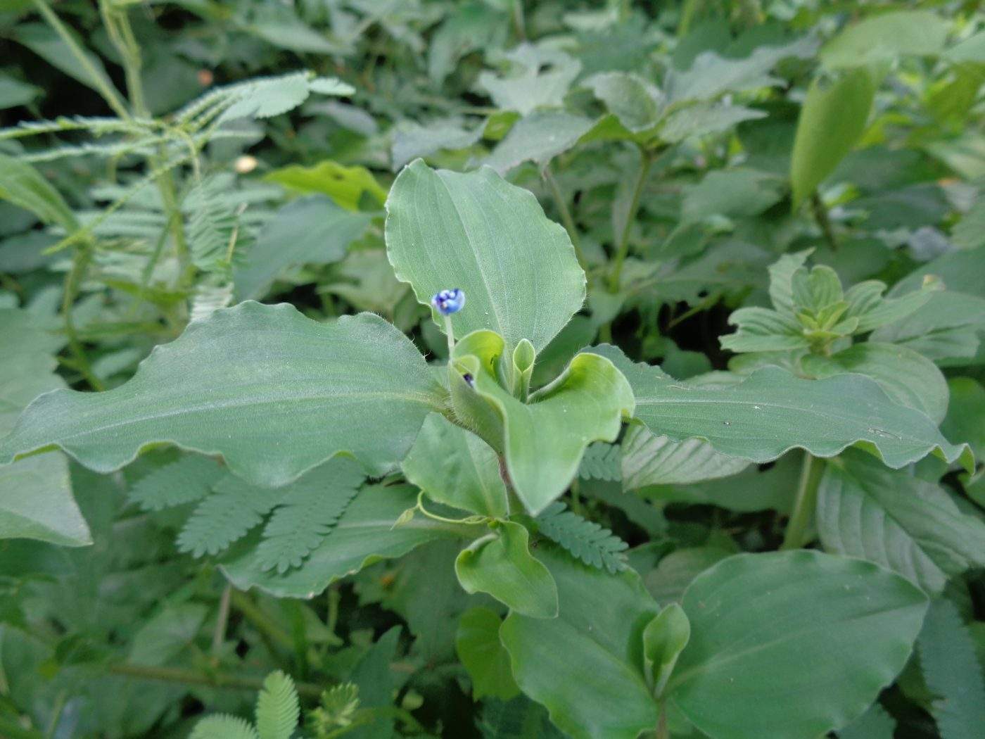 Ipecacuanha (ipeca): Benefícios da planta medicinal