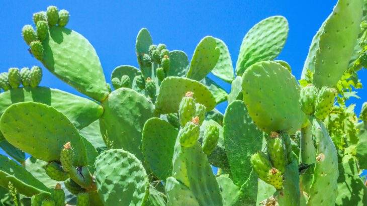nopal
