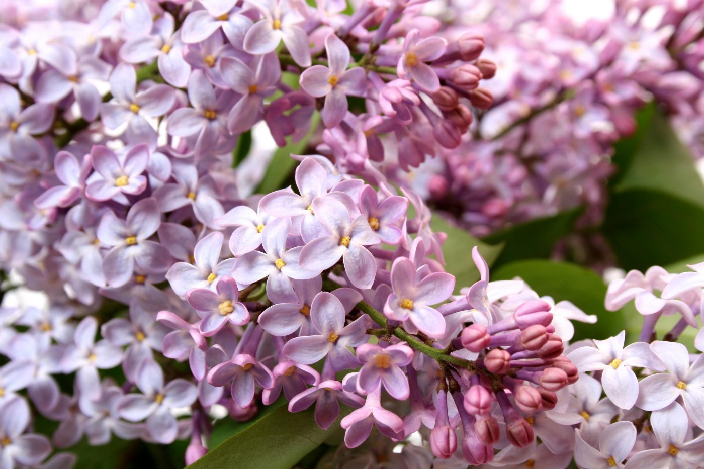 Chá de carobinha: Propriedades, benefícios e como preparar