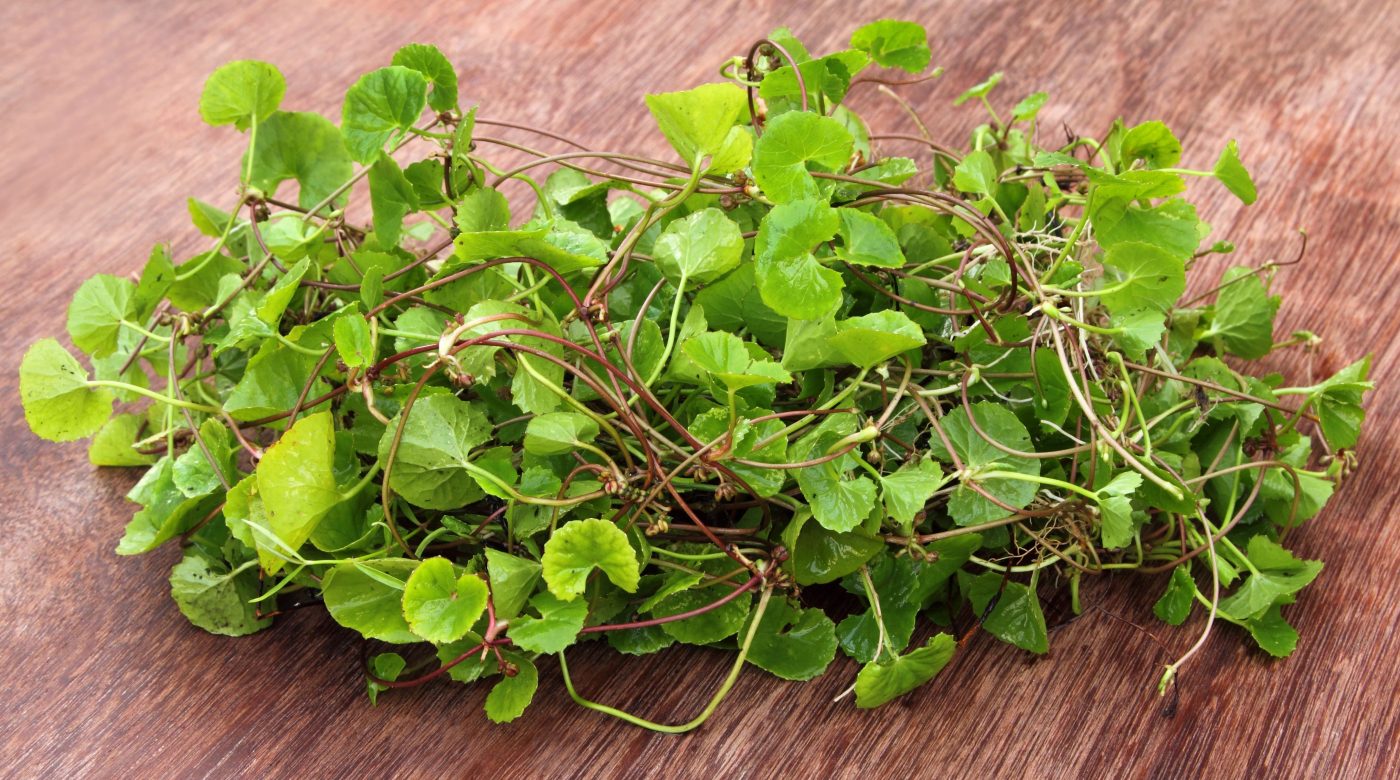 Brahmi: Benefícios da planta medicinal e como usá-la