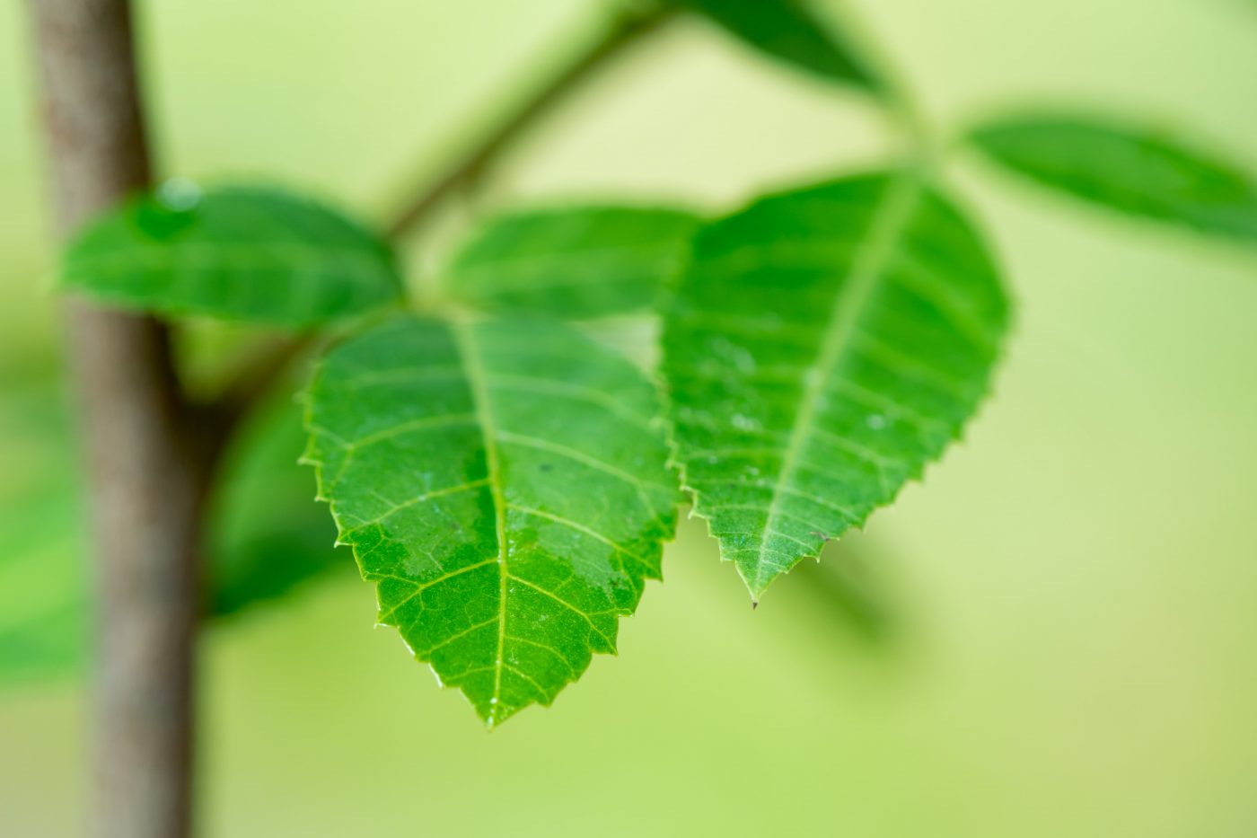 Japecanga: Para que serve a planta medicinal brasileira