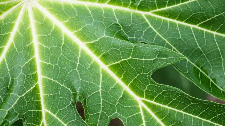 chá de folha de mamão