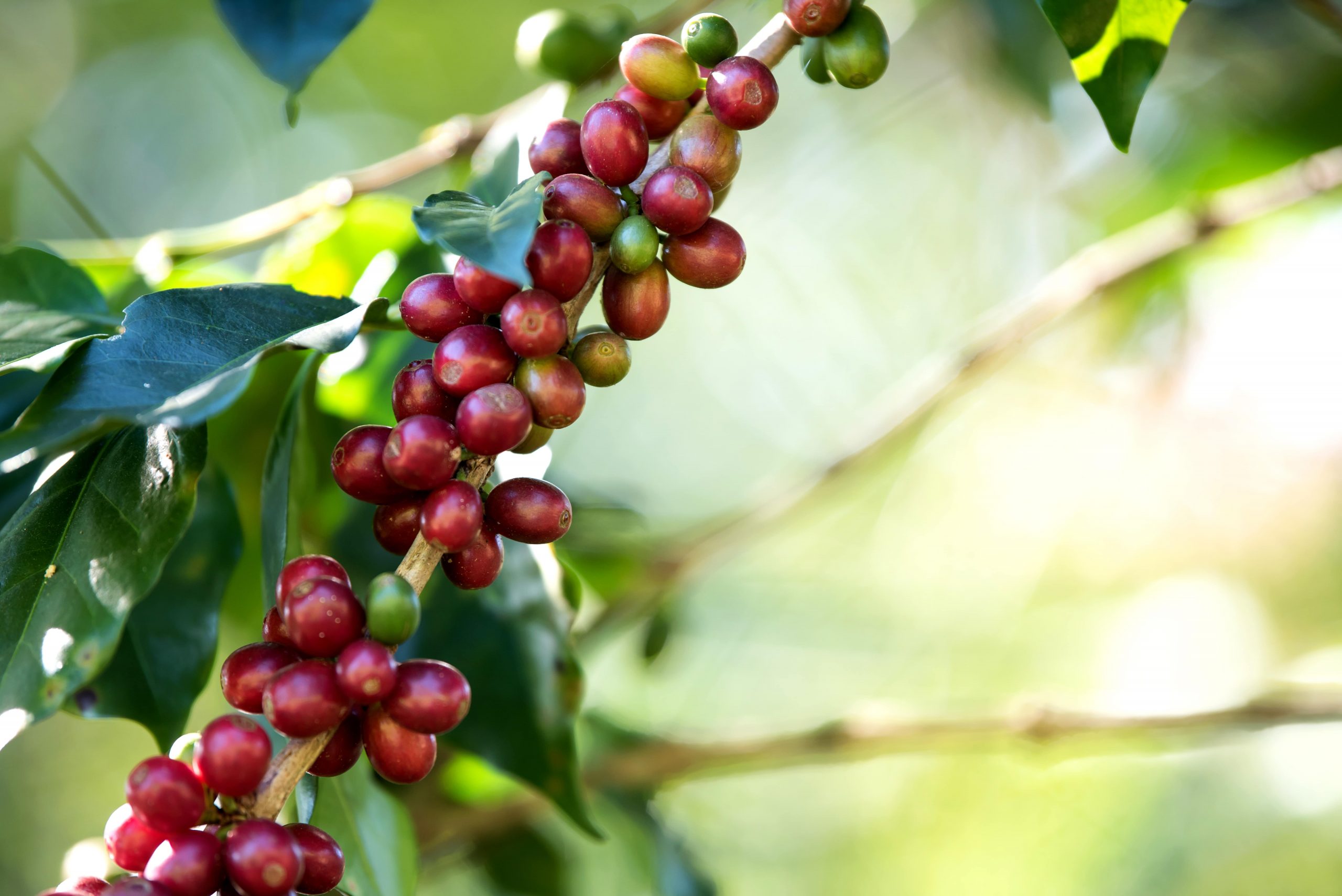 Café jacu bird: Saiba como é feito esse café exótico