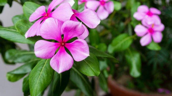 Catharanthus roseus vinca-de-madagascar