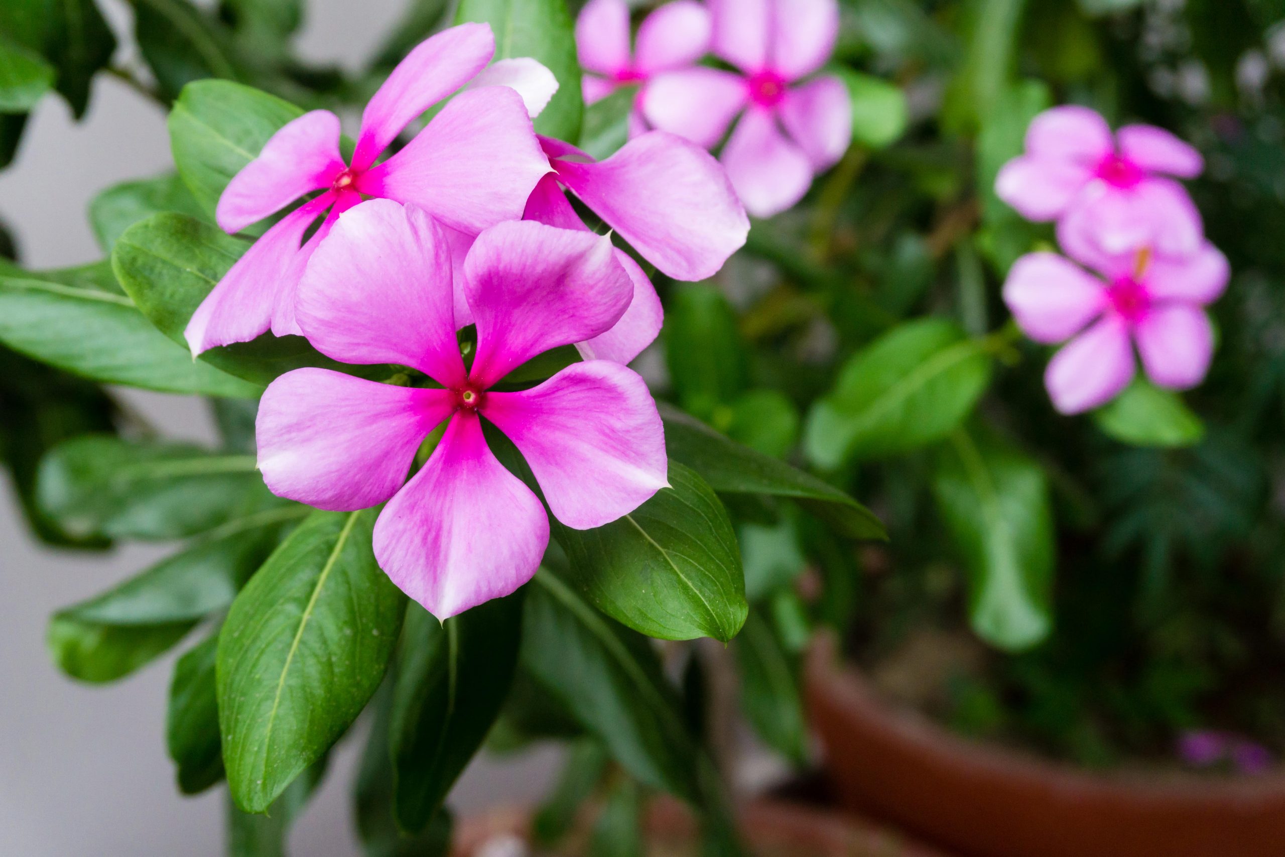 Catharanthus roseus: Conheça a vinca-de-madagascar