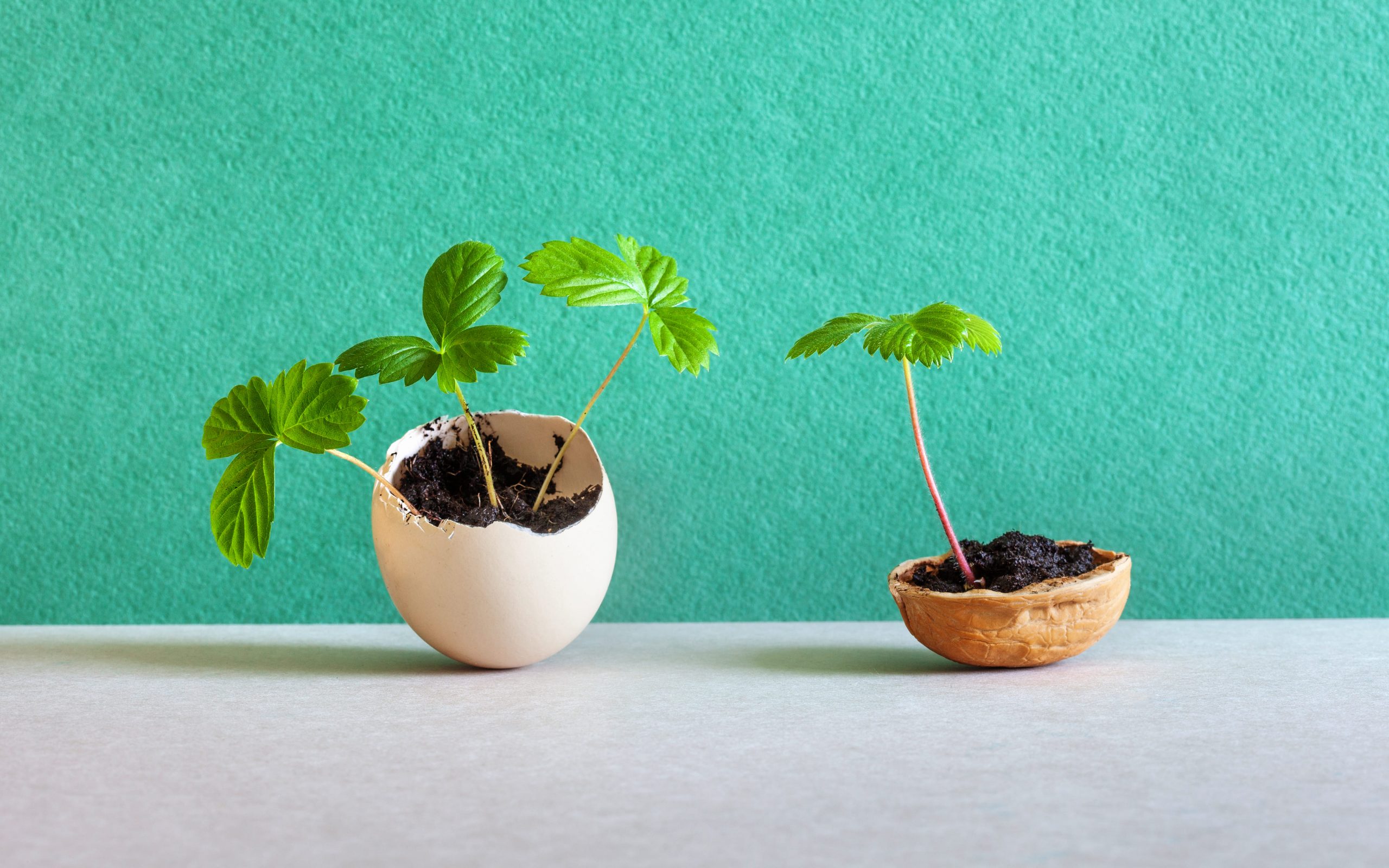 Casca de ovo nas plantas: como fazer e para que serve