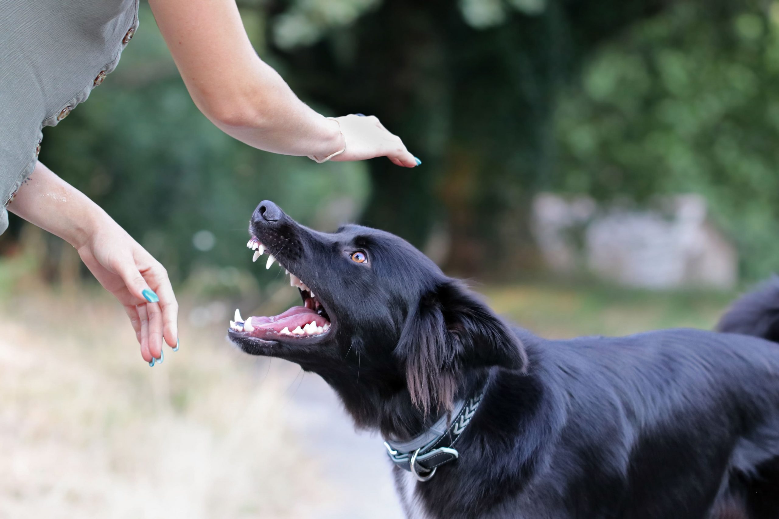 O que fazer após mordida de cachorro ou gato