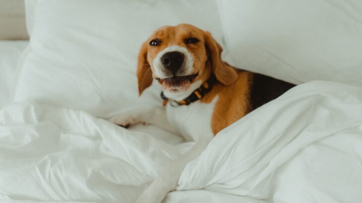 cachorro na cama