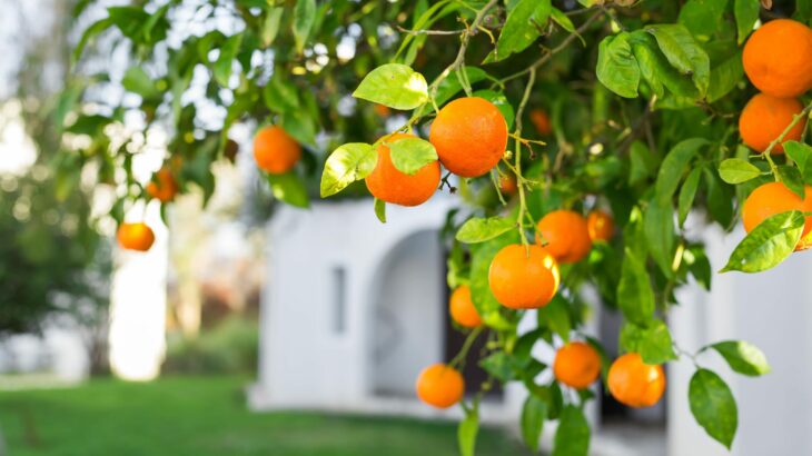 chá de folha de laranja