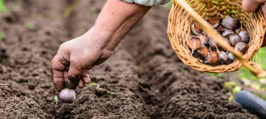 Como plantar alho em casa? Dicas para evitar complicações