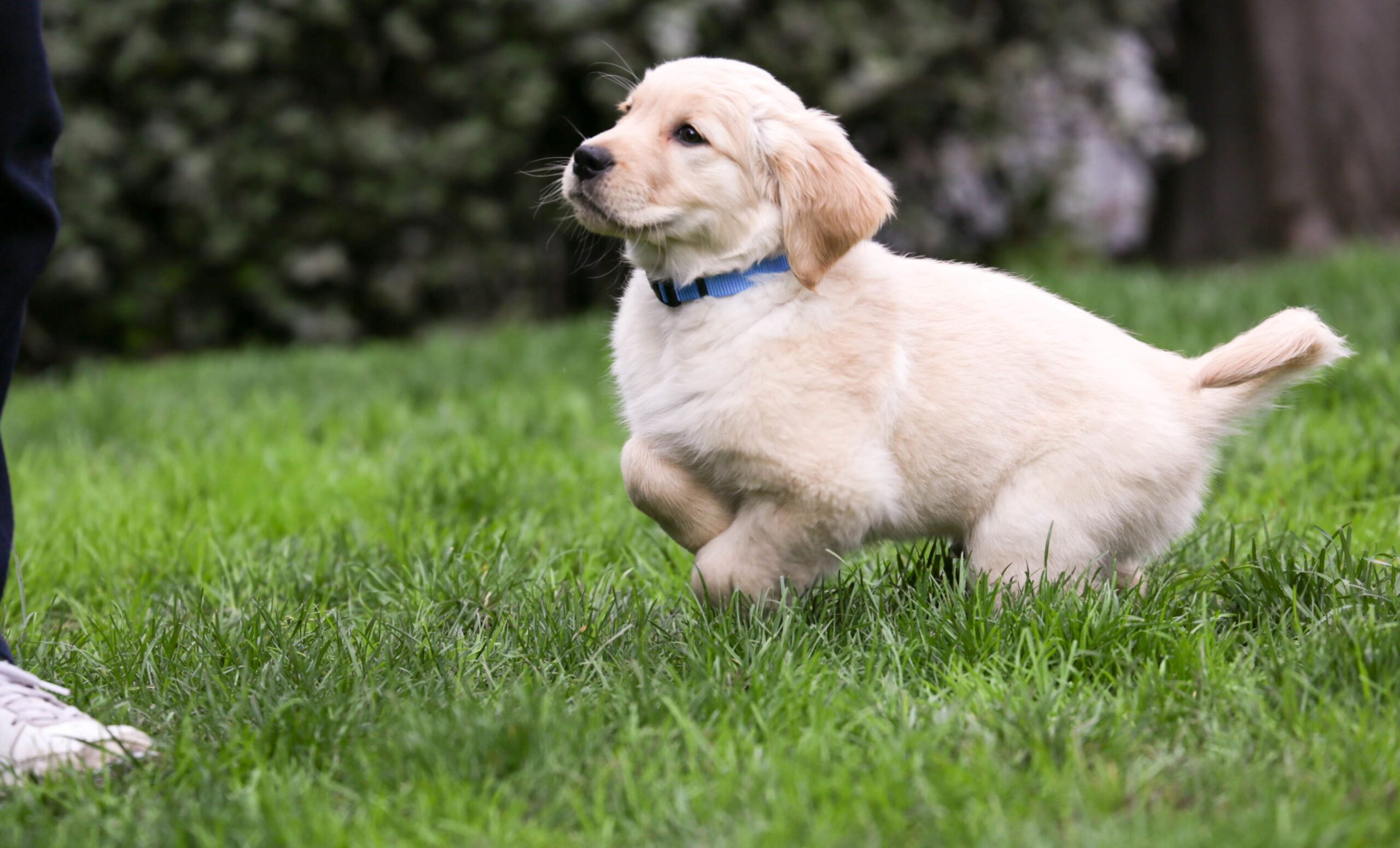 Passear com cachorro reduz risco de problemas físicos e cognitivos