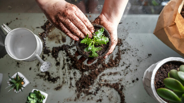 fungos em plantas