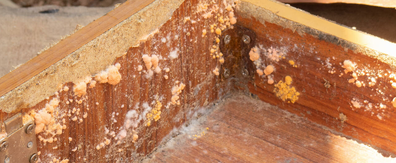 Como tirar mofo do guarda-roupa e neutralizar os odores?