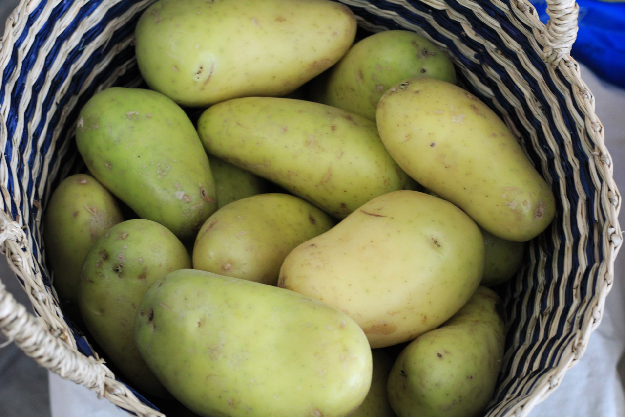 Comer batata verde e com brotos faz mal? Descubra