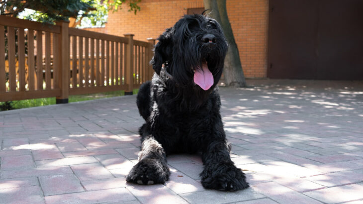 desinfetar quintal com cachorro