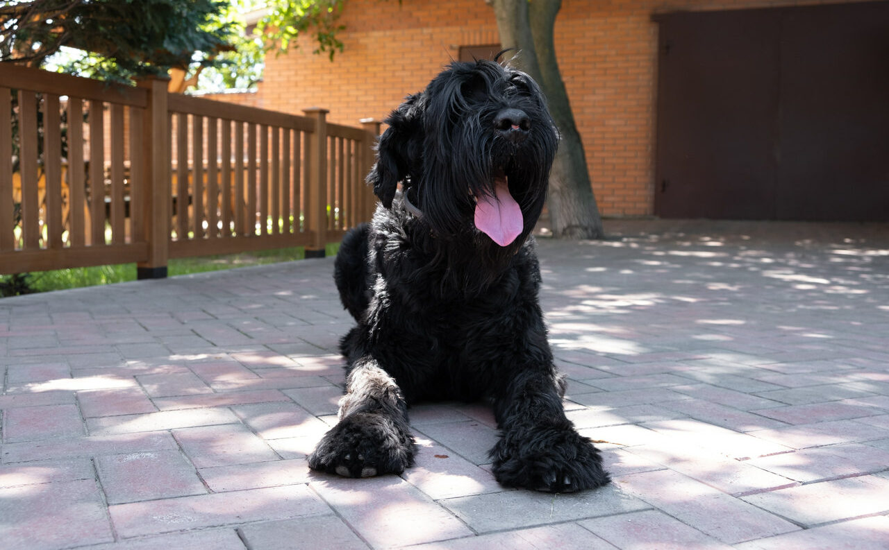 Aprenda a desinfetar quintal com cachorro