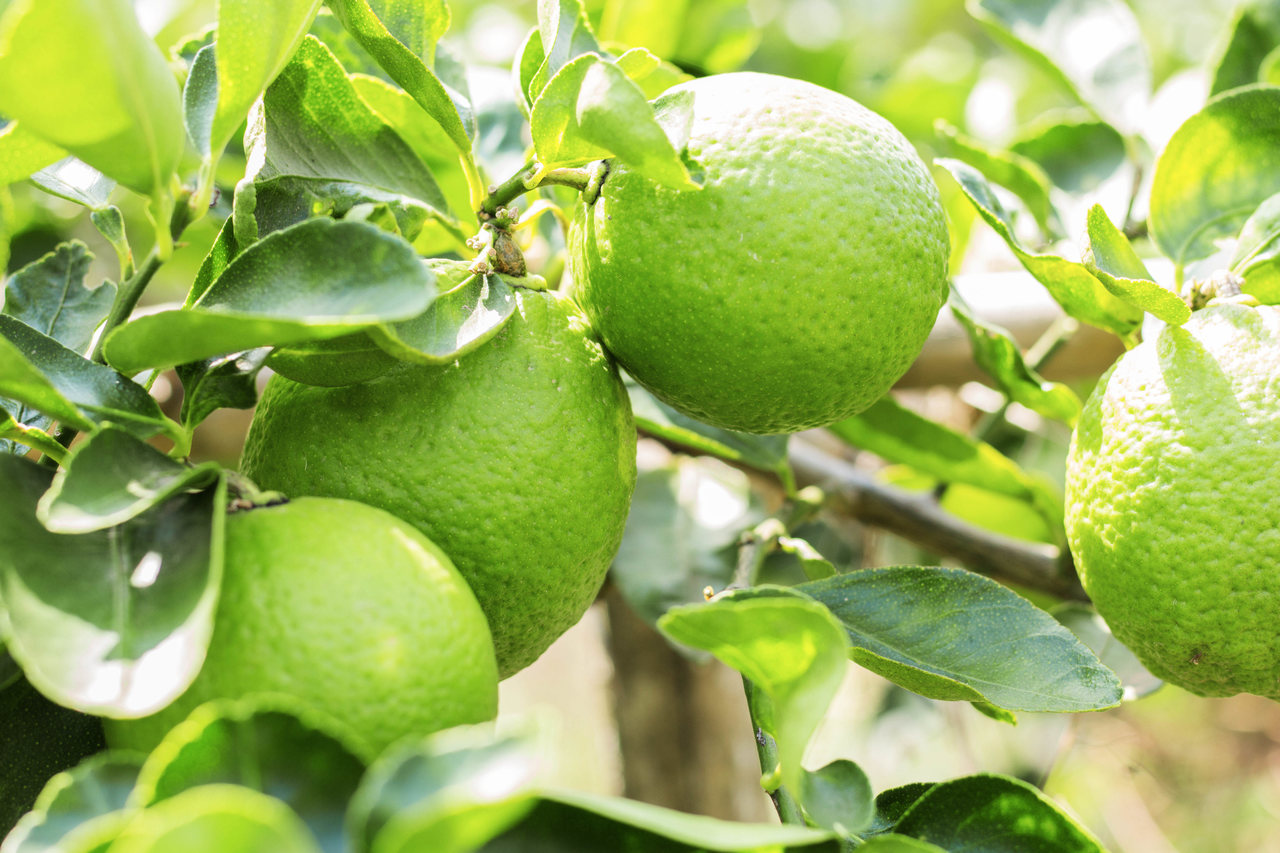 Limão na limpeza da casa: como usar a fruta na higienização de ambientes?