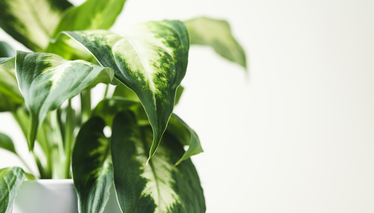 Plantas tóxicas que você deve ter cuidado em casa